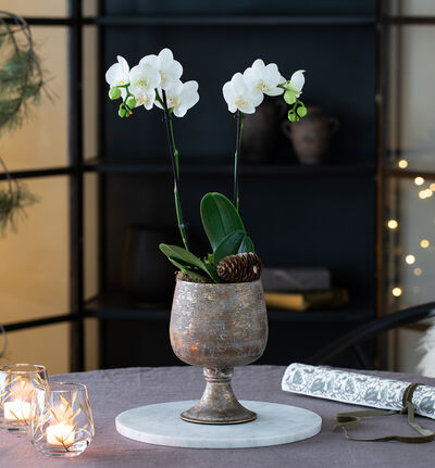 Phalaenopsis i gullpotte på stett Phalaenopsis i gullpotte på stett